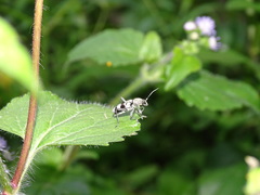 Chlorophorus signaticollis