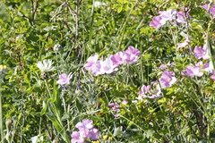 Linum hypericifolium