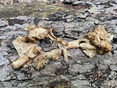 Pleurotus citrinopileatus