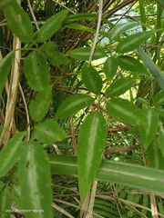 Pseudocayratia pengiana