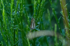 Isturgia limbaria