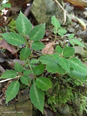 Pseudocayratia pengiana