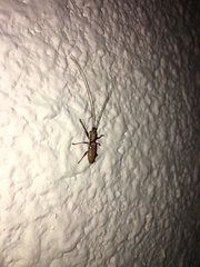 Olenecamptus bilobus