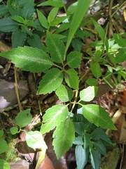 Pseudocayratia pengiana