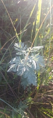Artemisia messerschmidtiana