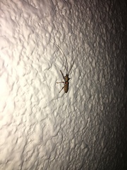 Olenecamptus bilobus