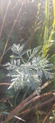 Artemisia messerschmidtiana