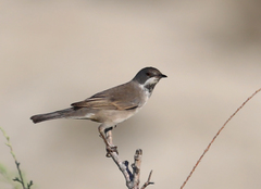 Curruca ruppeli