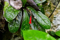 Gesneria cuneifolia