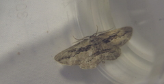 Ekboarmia atlanticaria