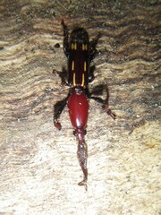 Orychodes digramma