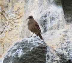 Cinclodes taczanowskii