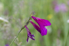 Gladiolus palustris