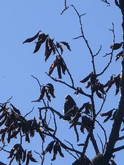 Bombycilla cedrorum image