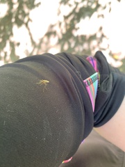 Coquillettidia perturbans