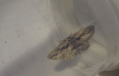Ekboarmia atlanticaria