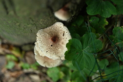 Cystodermella australis