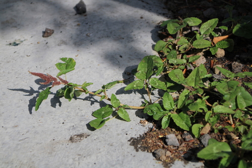 Amaranthus image