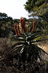 Aloe candelabrum