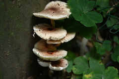 Cystodermella australis