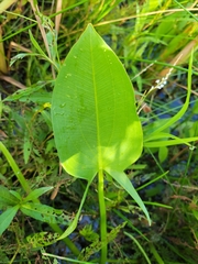 Sagittaria rigida