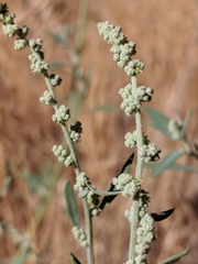 Chenopodium pratericola