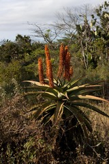 Aloe candelabrum