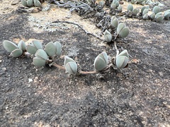 Braunsia maximilianii