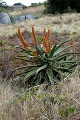 Aloe candelabrum
