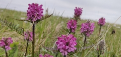 Pedicularis sudetica interioroides