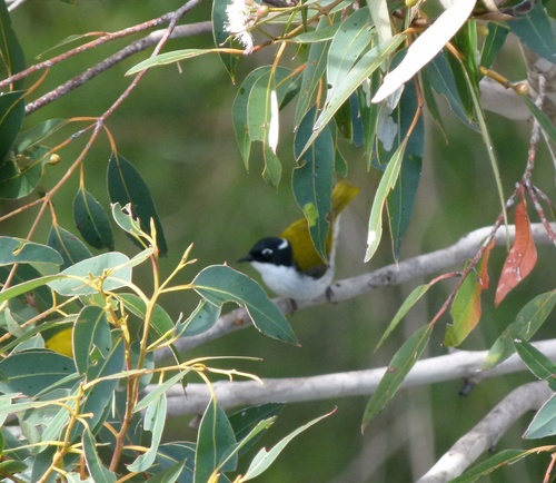 Melithreptus chloropsis