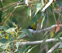 Melithreptus chloropsis