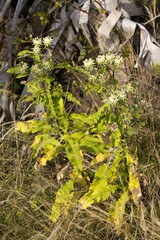 Baccharoides adoensis