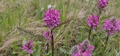 Pedicularis sudetica interioroides