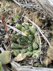 Haworthia nortieri