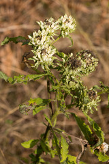 Baccharoides adoensis