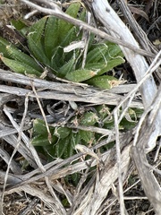 Haworthia nortieri