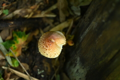 Cystodermella australis