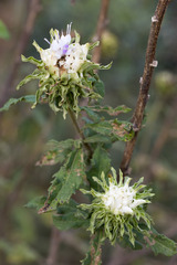 Baccharoides adoensis