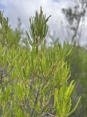 Dodonaea viscosa angustifolia