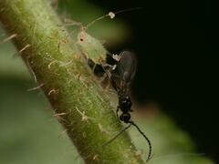 Corylobium avellanae