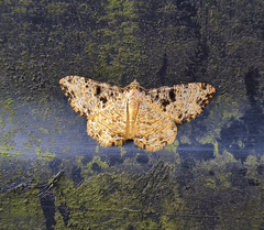 Monocerotesa strigata