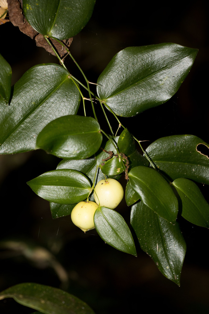 Forest Smilax