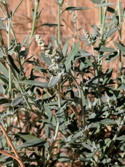 Chenopodium pratericola