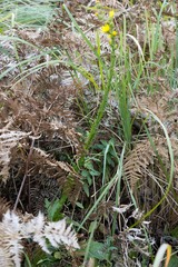 Berkheya rhapontica