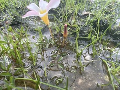 Oxalis tenella