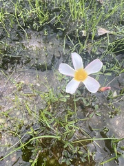 Oxalis tenella