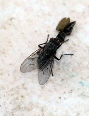 Helina impuncta