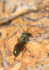 Hoplitis fulgida fulgida
