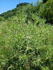 Petrosimonia triandra